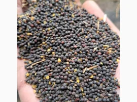 Зображення для оголошення Продам ріпак