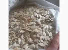 Зображення для оголошення Продам насіння гарбуза