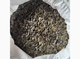 Зображення для оголошення Продам насіння гарбуза голонасінного