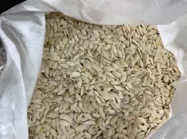 Зображення для оголошення Продам семечку украинку болгарку на масло