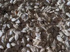 Зображення для оголошення Продам гарбузове насіння "Українка багатоплідна" 14 тонн. 2025р