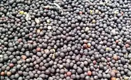 Зображення для оголошення Закуповуємо ріпак