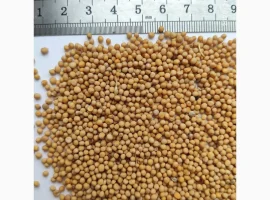 Зображення для оголошення Продам горчицу белую