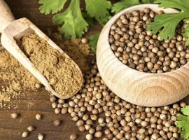 Зображення для оголошення Продам семена кориандра Янтарь