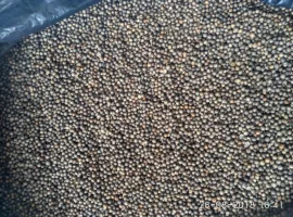 Зображення для оголошення Продам семена кореандра