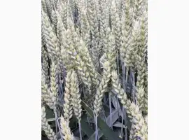 Зображення для оголошення Живой Гумат Калия из биогумуса