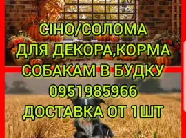 Зображення для оголошення Сено солома для фотосессии декора в тюках мешках с доставкой от 1шт