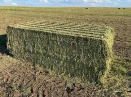 Зображення для оголошення Продається Сіно Люцерни в гранулах