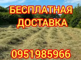 Зображення для оголошення СЕНО в тюках. Большие объёмы. Луговое, люцерна, солома в тюках с бесплатной доставкой