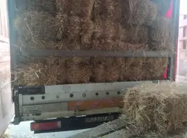 Зображення для оголошення Сіно в тюках лугове різнотравя. Урожай 2022 року