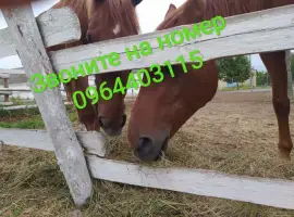 Зображення для оголошення Сено луговое разнотравье в тюках. Доставим по Киевской области
