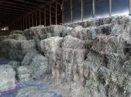 Зображення для оголошення Продам сіно з люцерни. Гранули люцерни