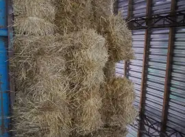 Зображення для оголошення Продам солому пшеничну тюки