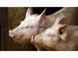 Зображення для оголошення БМВД "ComFerma" 10% Свинья Финиш