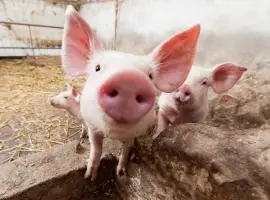 Зображення для оголошення Продам БМВД свинья финиш 10%
