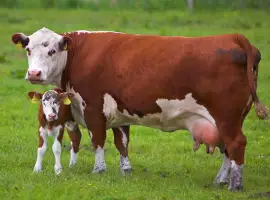 Зображення для оголошення Продам корм для корів (шрот, макуха, жмих) від 500 кг без вихідних! Протеїн: 44-45%