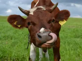 Зображення для оголошення Продам корм для корів -соєвий жмих (шрот, макуха) з протеїном 44%.Доставка