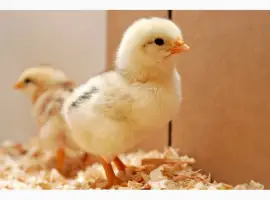 Зображення для оголошення Курчата кормові, курчата добові заморожені на корм