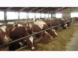 Зображення для оголошення Продам Литовский заменитель цельного молока без Сои