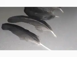 Зображення для оголошення Перо Ворона Крука. Эксклюзивные перья для декора и другого