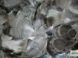 Зображення для оголошення Куплю Пір'я водоплавної птиці гусяче
