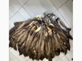Зображення для оголошення Дорого куплю хутро шкури Куниці