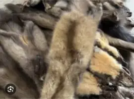Зображення для оголошення Купуємо дорого шкіри хутро куниці