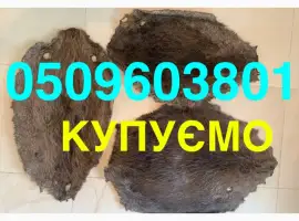 Зображення для оголошення Купуємо ДОРОГО шкіри бобра сухі не солені хутро мех