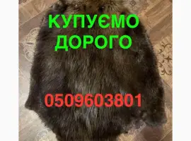 Зображення для оголошення Купуємо ДОРОГО сухі не солені шкіри бобра