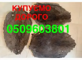 Зображення для оголошення Шкіри бобра сухі не солені КУПУЄМО ДОРОГО