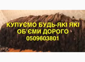Зображення для оголошення Купуємо шкіри куниці обʼєми будь які ДОРОГО