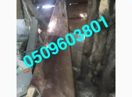 Зображення для оголошення Купуємо НАЙДОРОЖЧЕ шкіри бобра та куниці