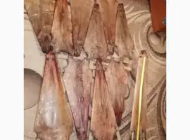 Зображення для оголошення Купуємо сухі шкури бобра несолені