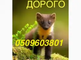 Зображення для оголошення Купуємо ДОРОГО куницю лісову і камянку