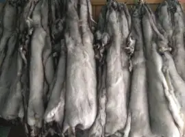 Зображення для оголошення Продам шкури Польського песця