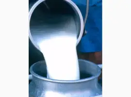 Зображення для оголошення Продам цельное молоко