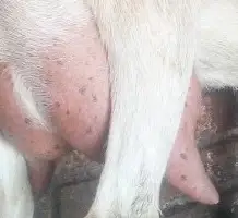 Зображення для оголошення Продам Козье молоко