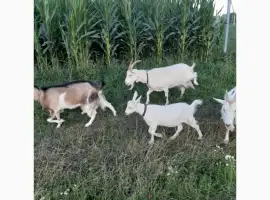 Зображення для оголошення Продам козье молоко