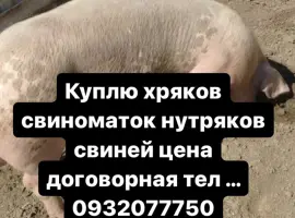 Зображення для оголошення Куплю хряков свиноматок