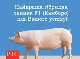 Зображення для оголошення Гібридні батьківські свинки Ф1 Камборо - генетика РІС