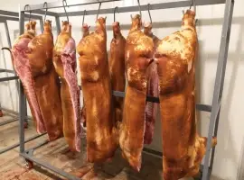 Зображення для оголошення Закуповую свиней та свиноматок на мясо живою вагою
