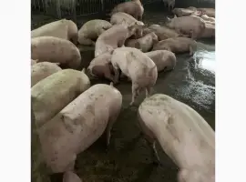 Зображення для оголошення Куплю свиней живым весом от 30 голов любих категорій