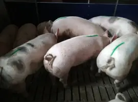 Зображення для оголошення Продажа свиней откорм беконного направления любой весовой категории