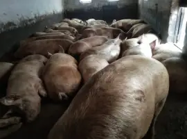 Зображення для оголошення Продам свиней