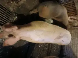 Зображення для оголошення Продам свиней