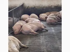 Зображення для оголошення Продам Свині