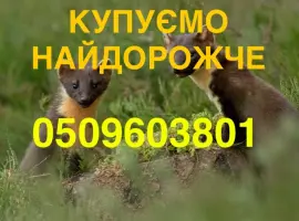 Зображення для оголошення Купуємо куницю та сухого бобра НАЙДОРОЖЧЕ В УКРАЇНІ