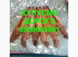 Зображення для оголошення Купуємо дорого НАЙДОРОЖЧЕ куницю