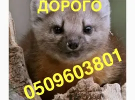 Зображення для оголошення Купуємо шкіри куниці по усій Україні ДОРОГО