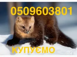 Зображення для оголошення Куниця лісова і камʼянка НАЙДОРОЖЧЕ КУПУЄМО